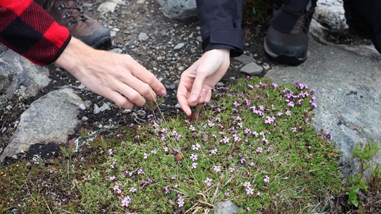 Two hands are pointing at some flowers on the ground in the mountains.