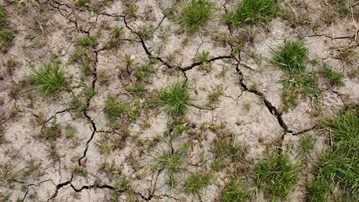 Grästuvor på torr sprucken mark.