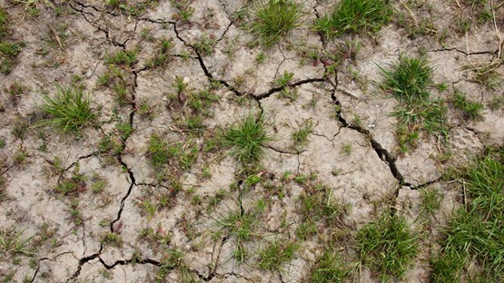 Grästuvor på torr sprucken mark.