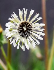 Personalbild Annika Bünz