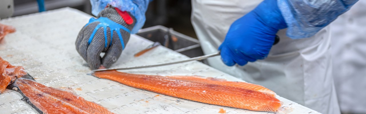 Manuell fileing av röd fisk. Arbetaren skär fisken i bitar med en kniv. Fiskbearbetning på fabriken.
