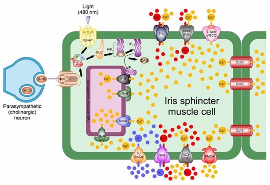 A schematic summary indicating ion dynamics involved during local iris contraction and relaxation in response to blue light (480 nm), acetylcholine and dark conditions.