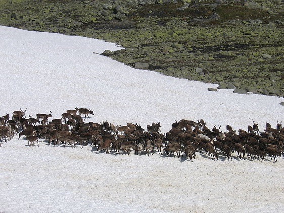 Reeindeer herding.