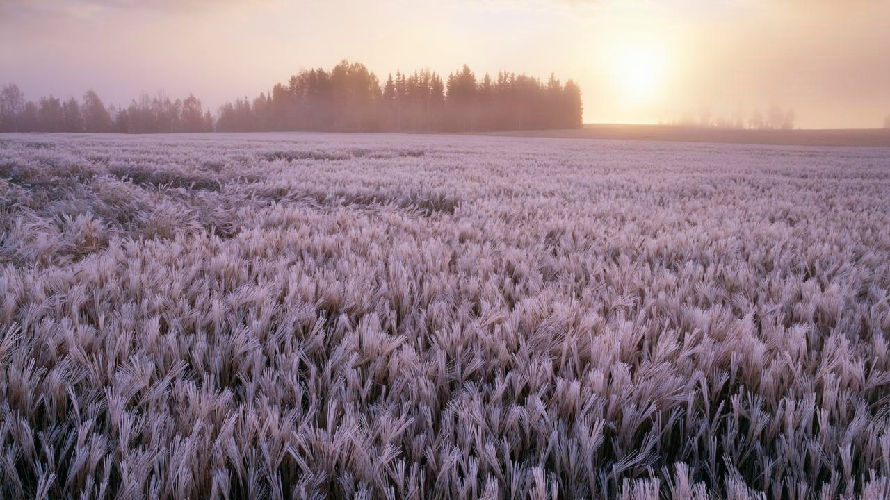 Frosted field landscape
