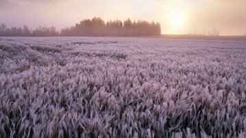 Frosted field landscape