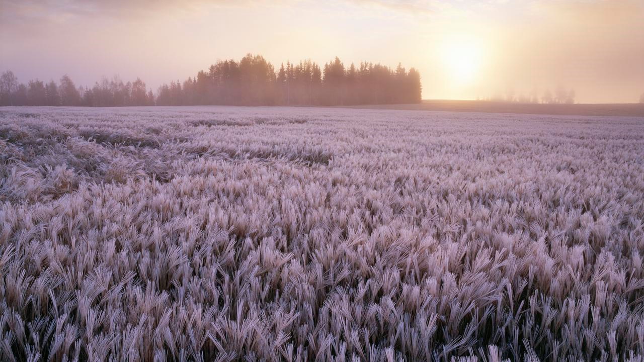 Frostig kornåker landskap