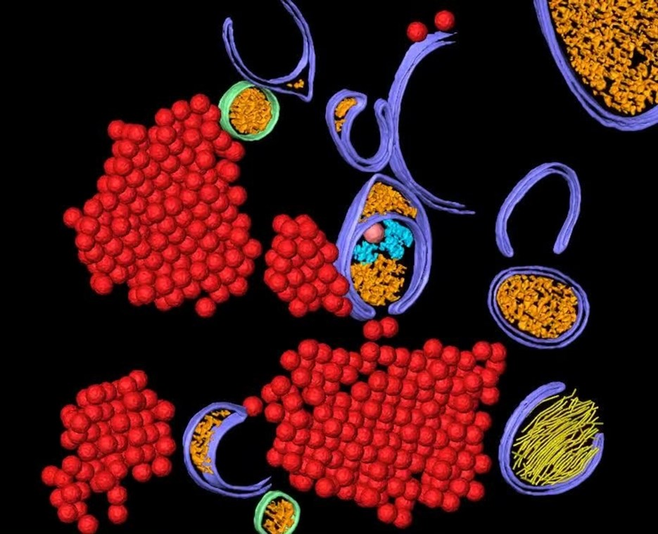 Film: 3D Animated imaga Poliovirus