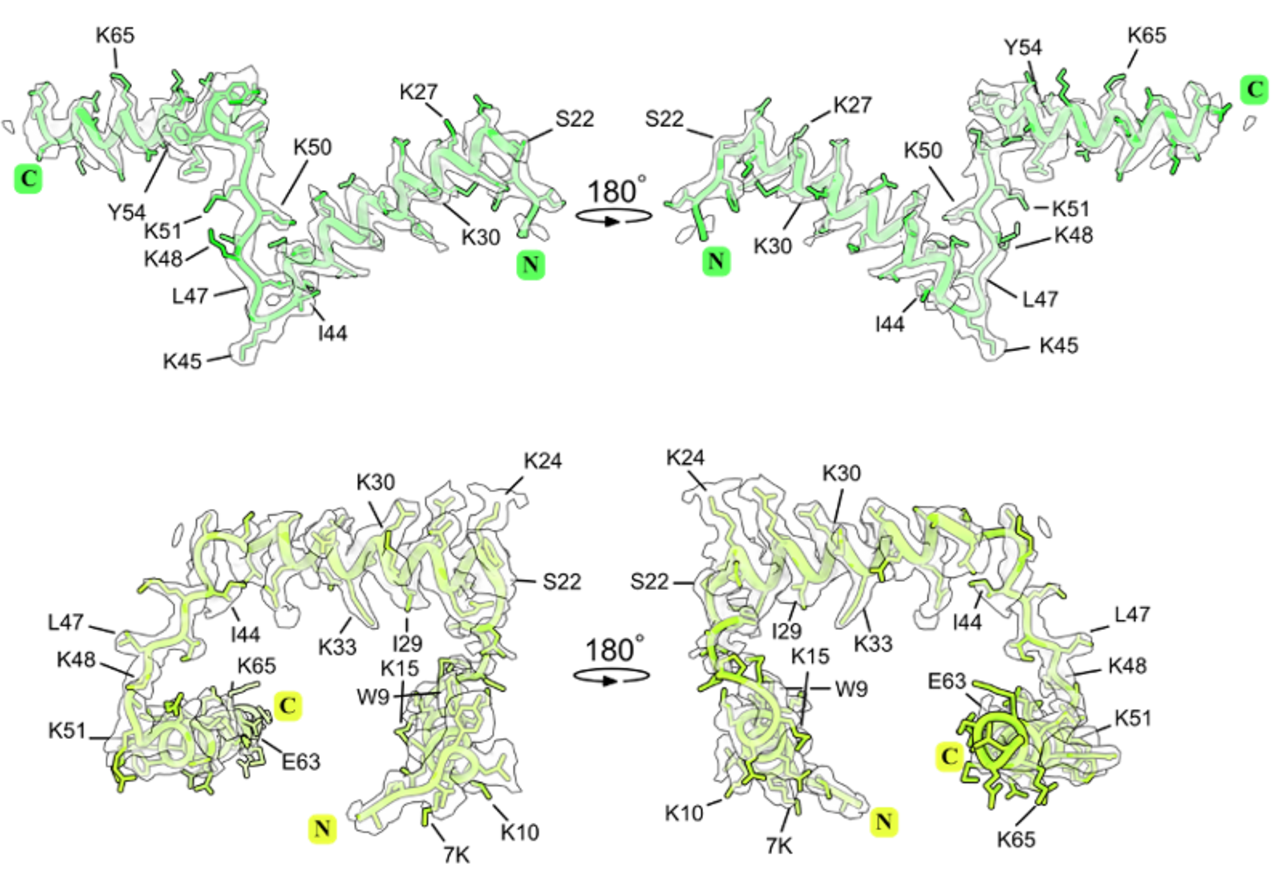 The molecular structures and locations of proteins msL1 and msL2 in the structure of microsporidian ribosomes from V. necatrix and E. cuniculi, respectively. The cryo-EM maps and atomic models showing the structure of ribosomal protein msL1 in the ribosome from microsporidian parasites V. necatrix (first row), and protein msL2 in the ribosome from microsporidian parasites E. cuniculi (second row).