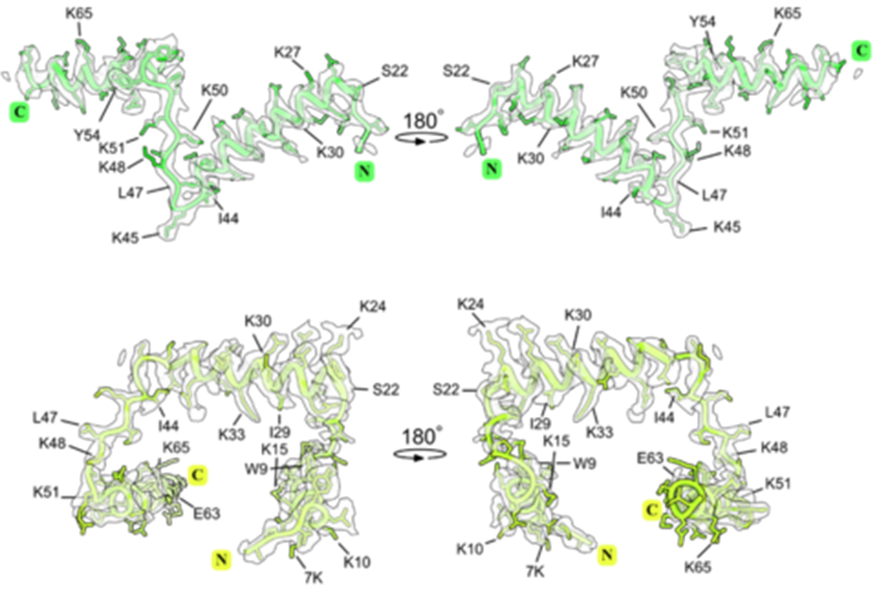 The molecular structures and locations of proteins msL1 and msL2 in the structure of microsporidian ribosomes from V. necatrix and E. cuniculi, respectively. The cryo-EM maps and atomic models showing the structure of ribosomal protein msL1 in the ribosome from microsporidian parasites V. necatrix (first row), and protein msL2 in the ribosome from microsporidian parasites E. cuniculi (second row).