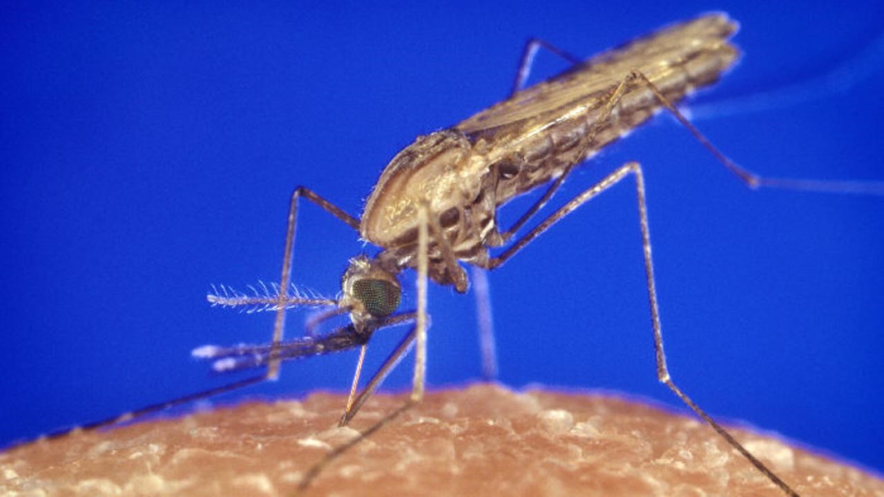 Närbild på malariamygga som suger blod.