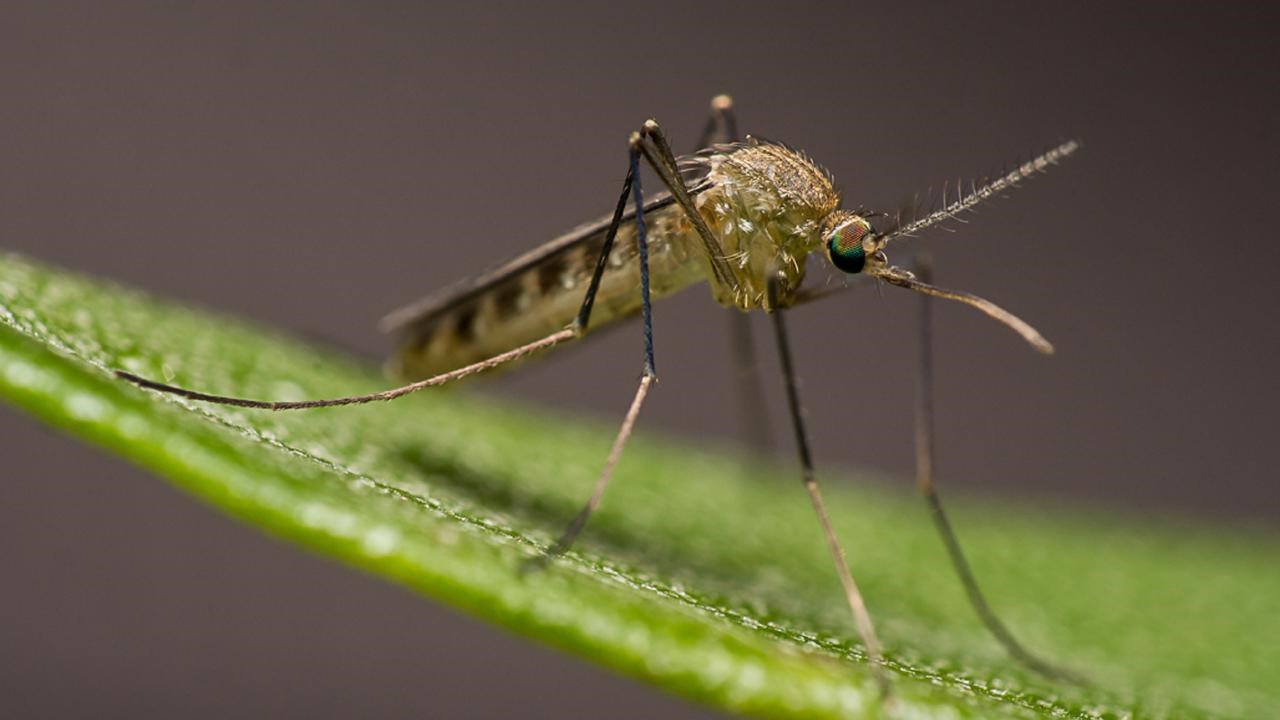 Culex torrentium