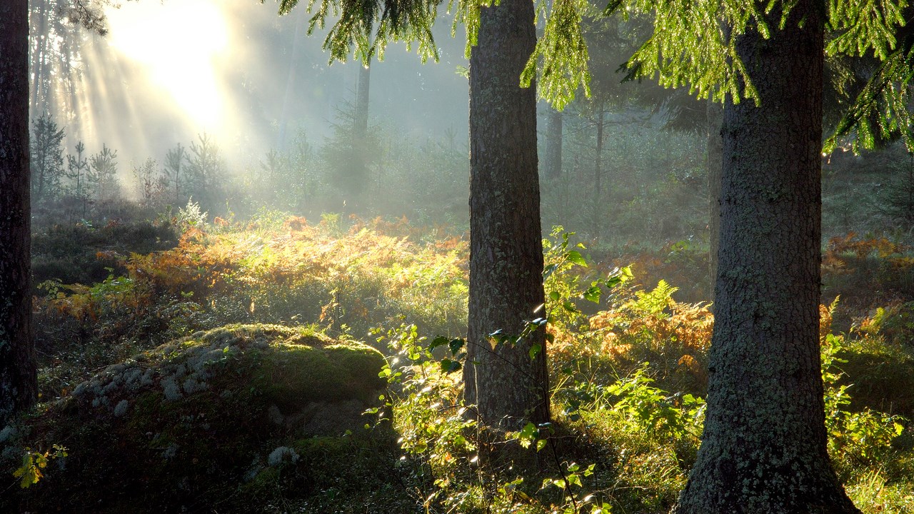 Fint solljus i tallskog