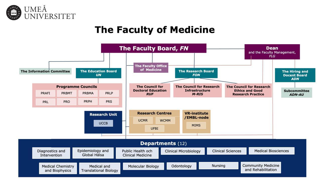 Broad picture of organization of Faculty of Medicine