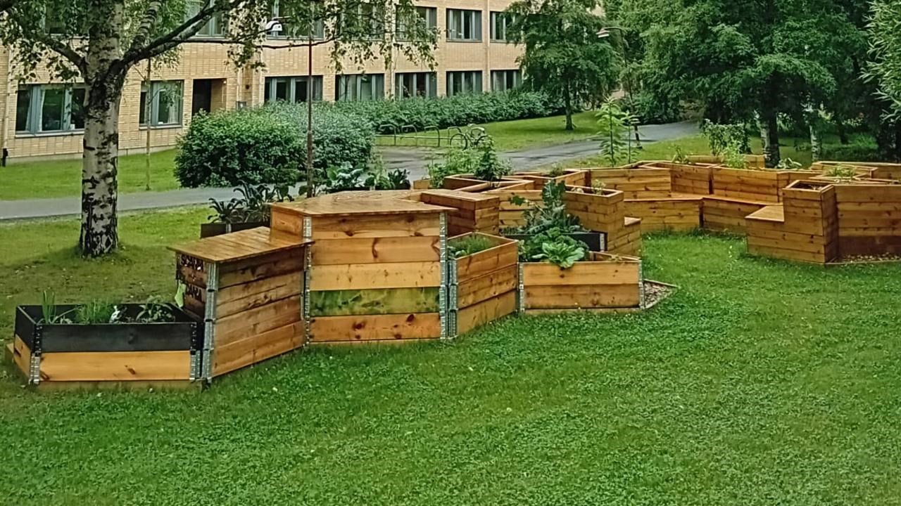 The image shows the raised bed structures of the campus garden at Umeåuniversity from afar with the university buildings in the background and treessurrounding the structure.