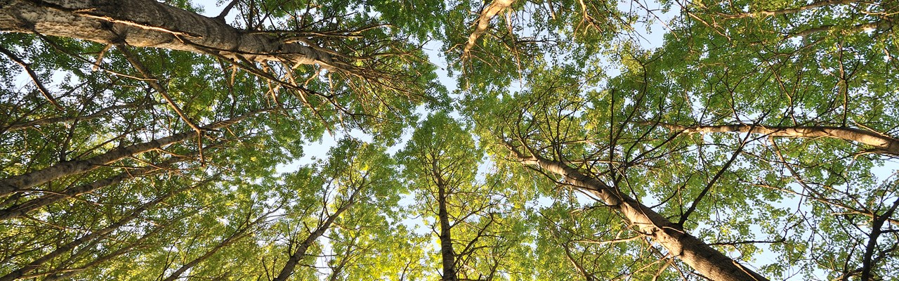 Aspar sedda underifrån