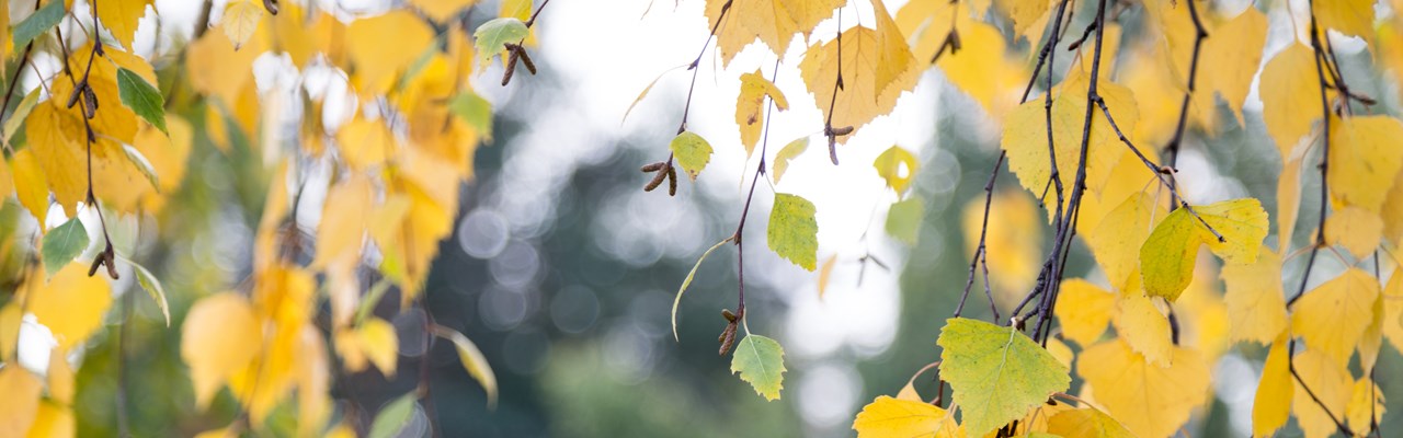 Detaljbild på höstlöv.