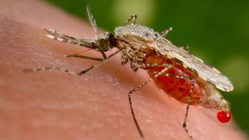 Bild på malariamygga
