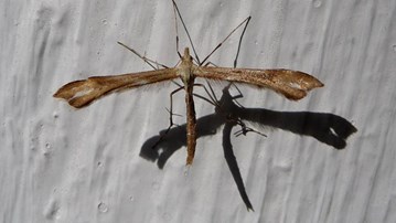 Photo of nocturnal insects sitting on a white wooden surface.