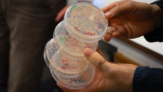 Närbild på fyra petriskålar med jästceller, noggrant uppmärkta.