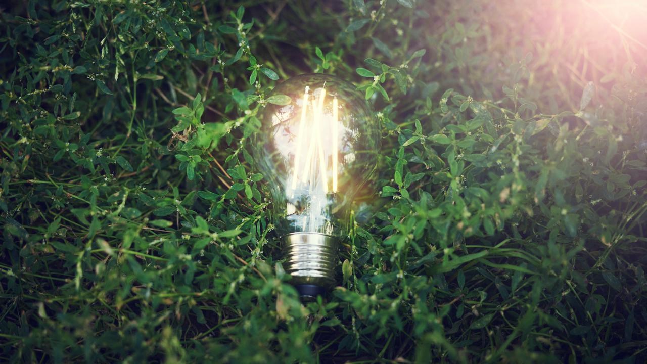 Glödlampa lyser bland växter.