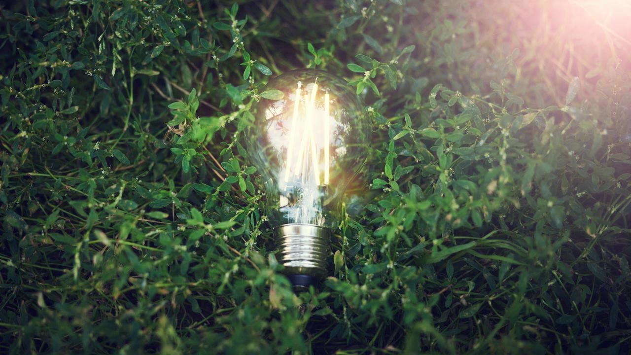 A lit lightbulb laid on a green bed of plants.