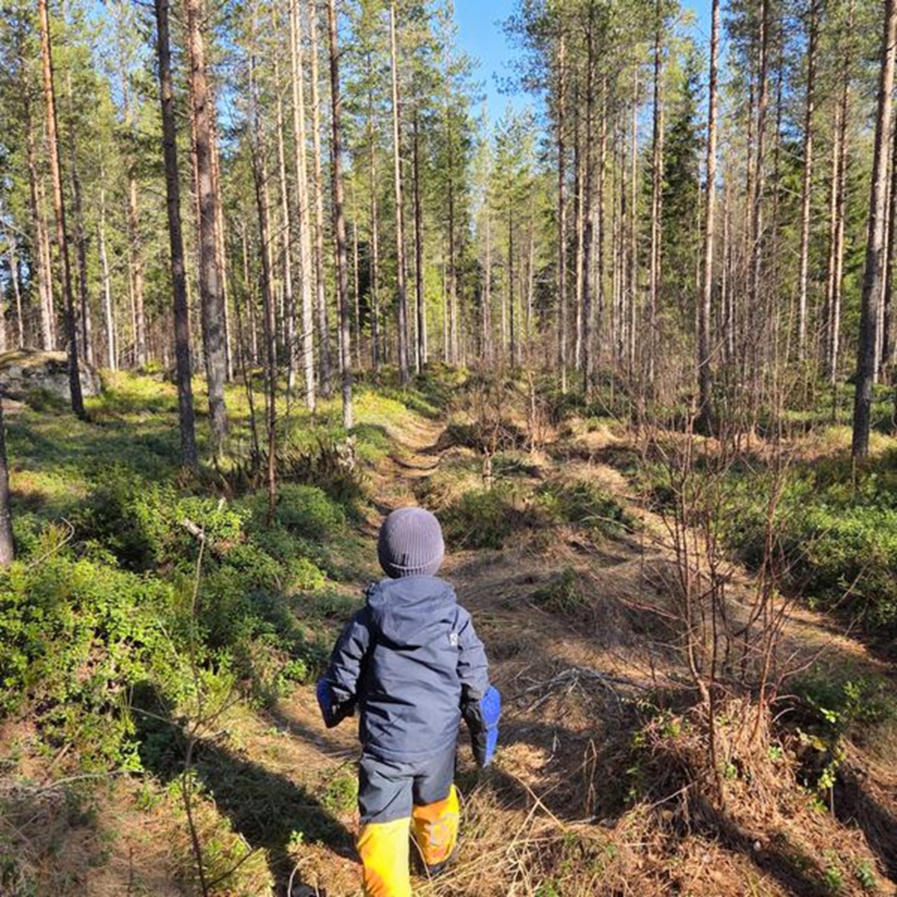 En person som går genom en skog med många träd.