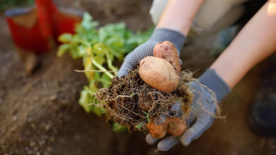 Gå till sida Potatis gynnas när två nyttiga bakterier samarbetar