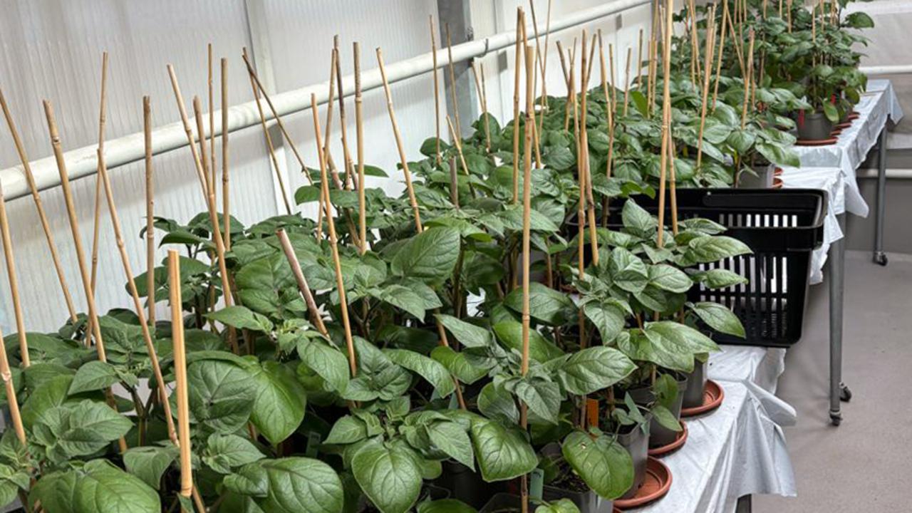 Several potato plants are growing on a table in a greenhouse.Flera potatisplantor som växer på ett bord i ett växthus