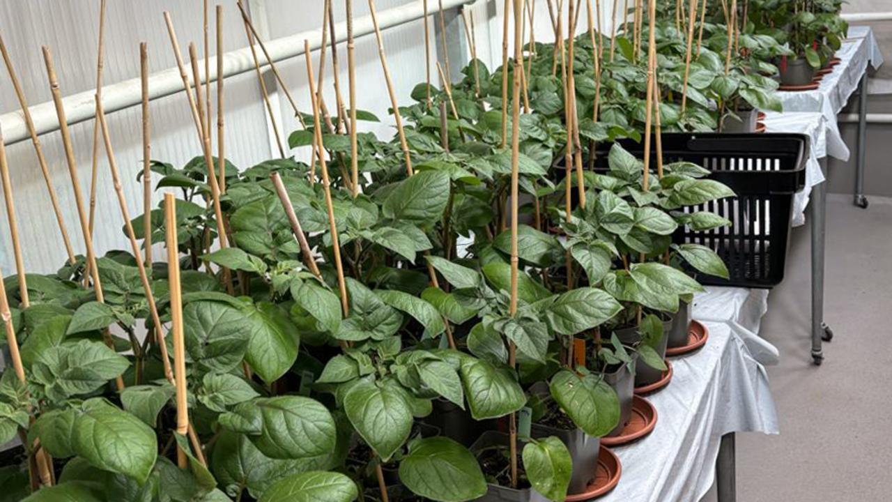 Several potato plants are growing on a table in a greenhouse.Flera potatisplantor som växer på ett bord i ett växthus