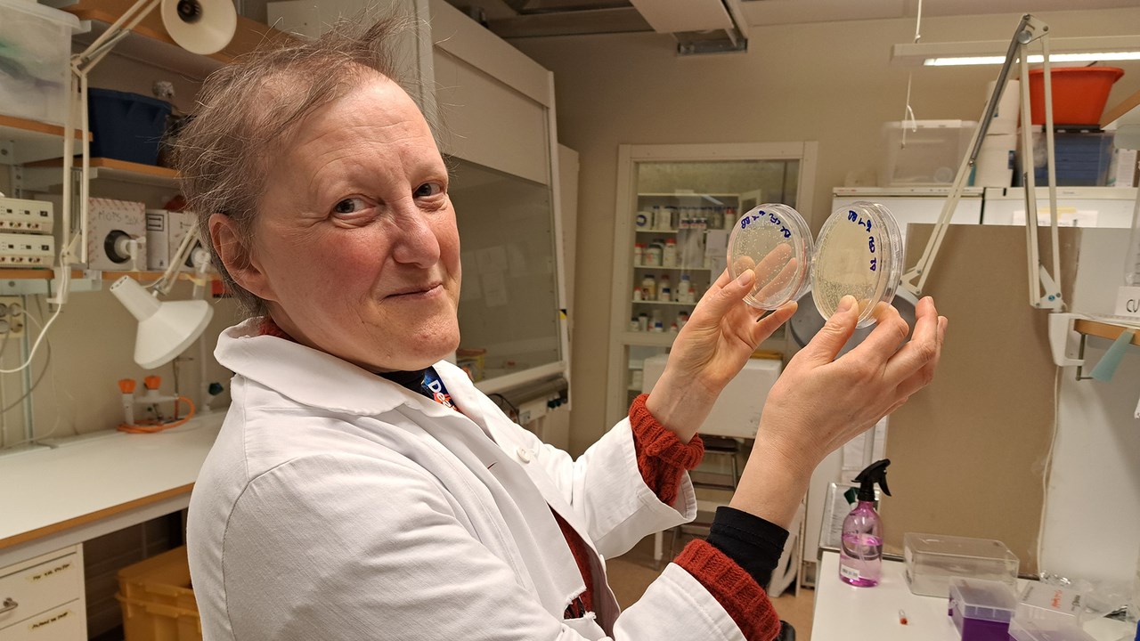 Bild på Teresa Frisan i labbet hållande i petriskålar.