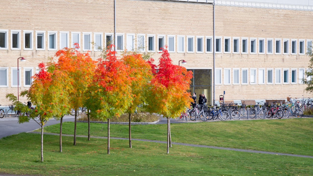 Höstfärger på campus.