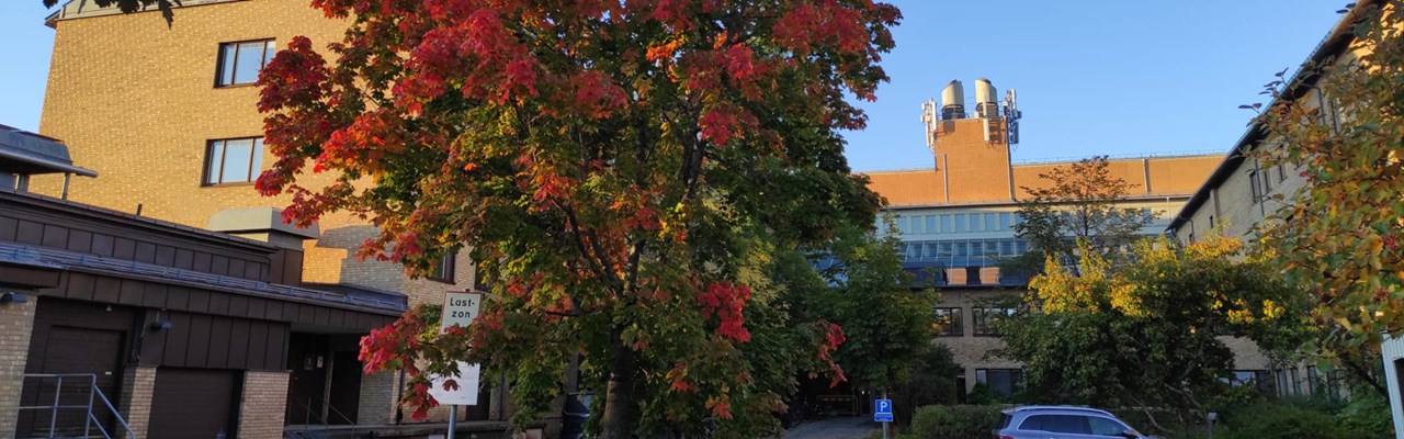 A car is parked in a parking lot next to a building, with a red tree in the foreground