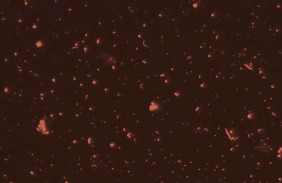 bacteria