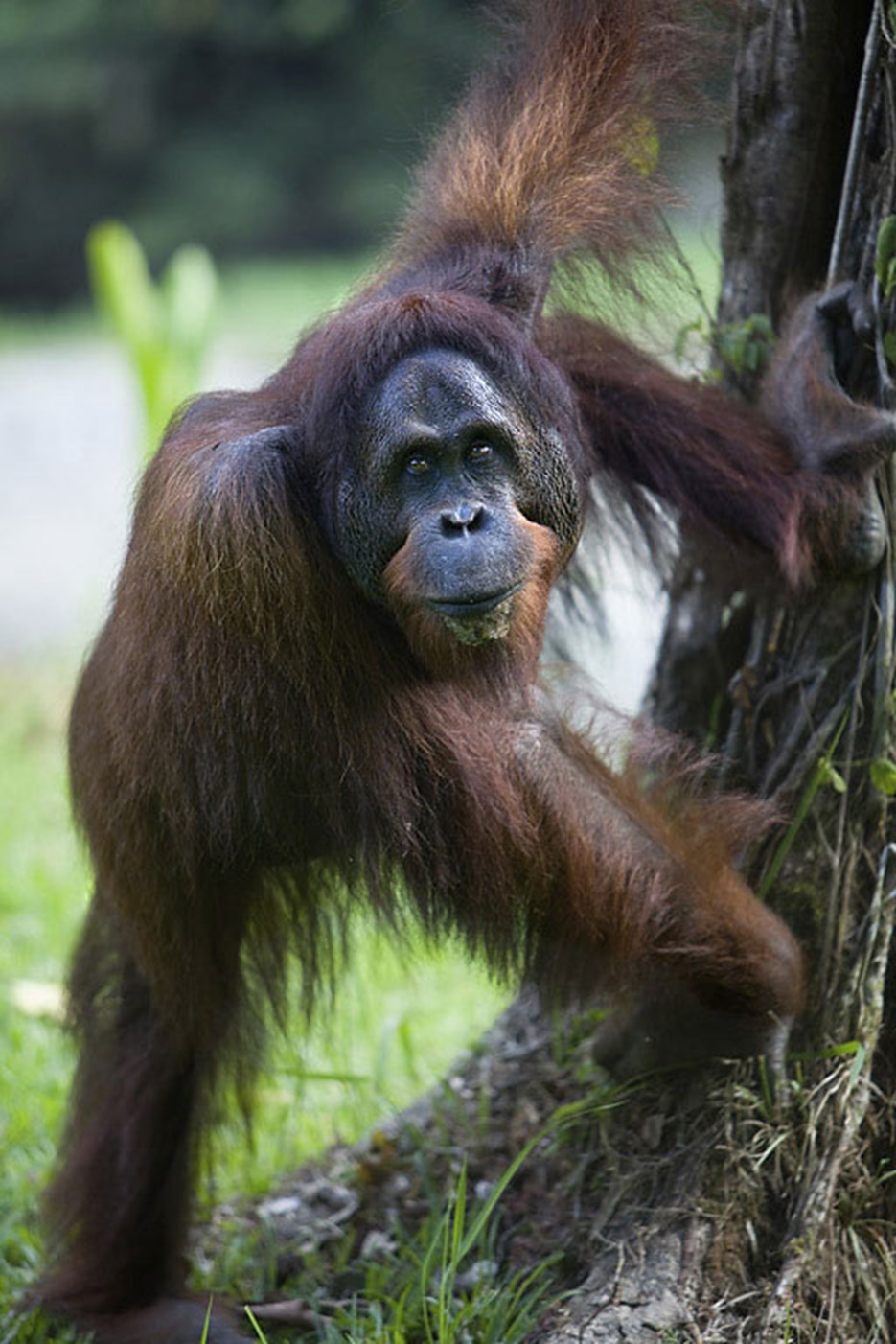 Fältkurs Borneo - bild2