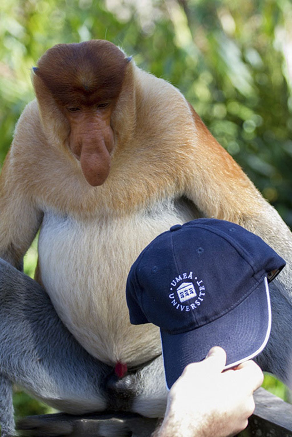 Fältkurs Borneo - bild4