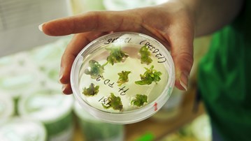 Picture of plants