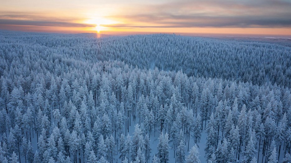Drönarbild över en snötäckt skog med solen vid horisonten.