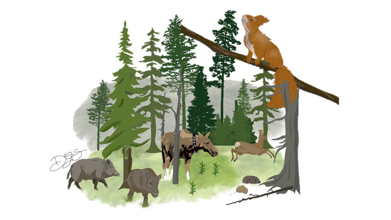 Illustration of a forests and some animals