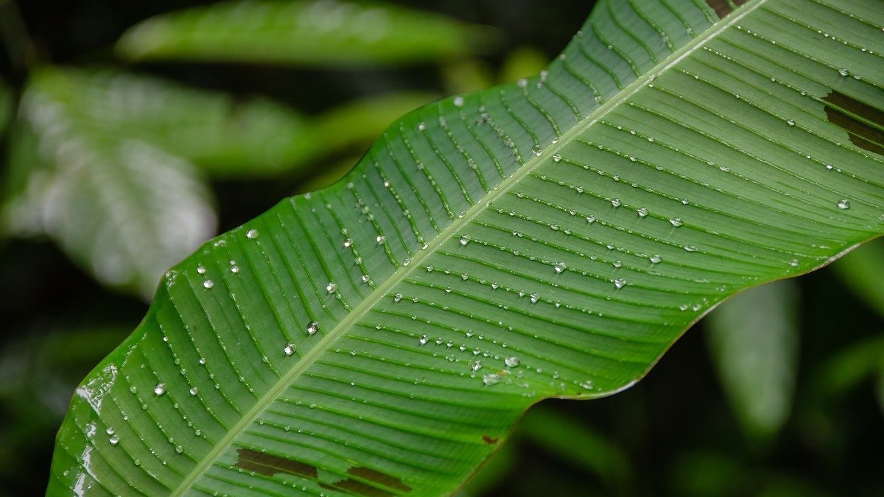 Close-up on a leaf