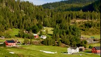 Rural landscap with hourse on a hill in the green of summar