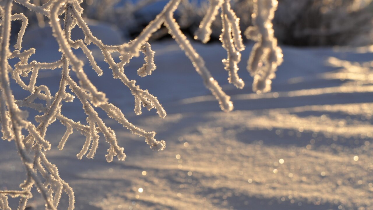 Bild på frostiga grenar