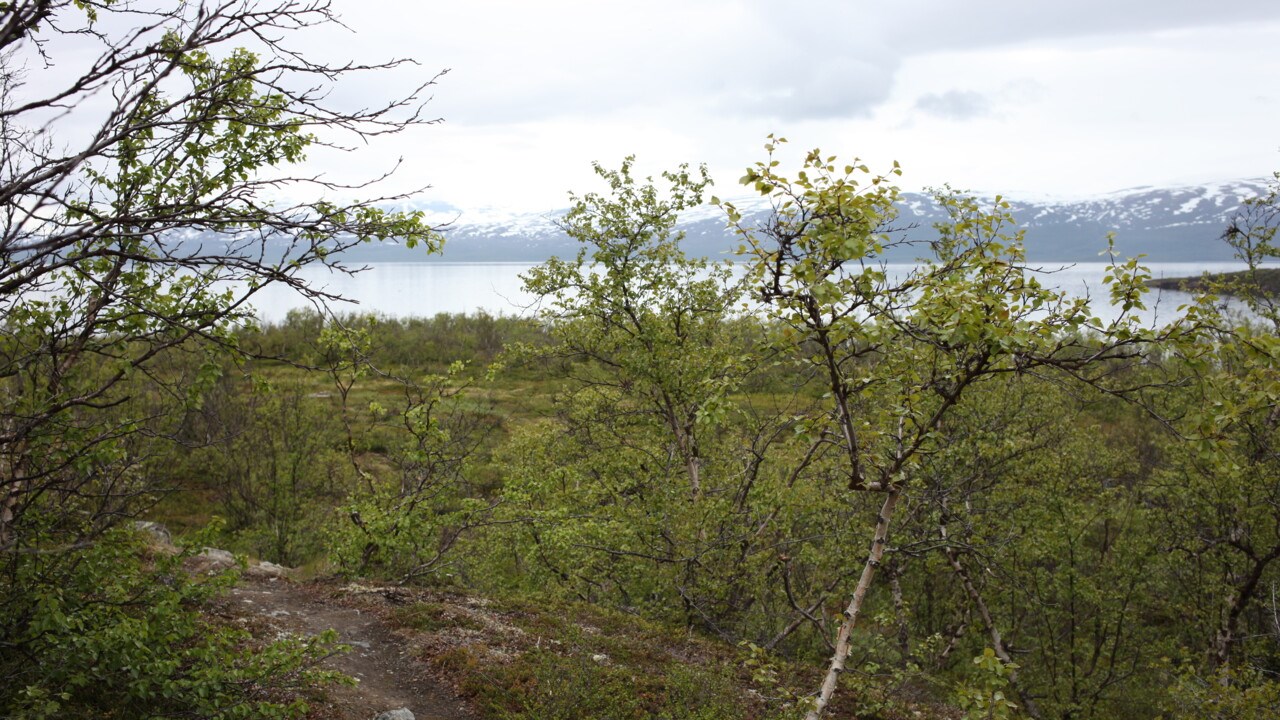 Torneträsk i Abisko naturreservat.