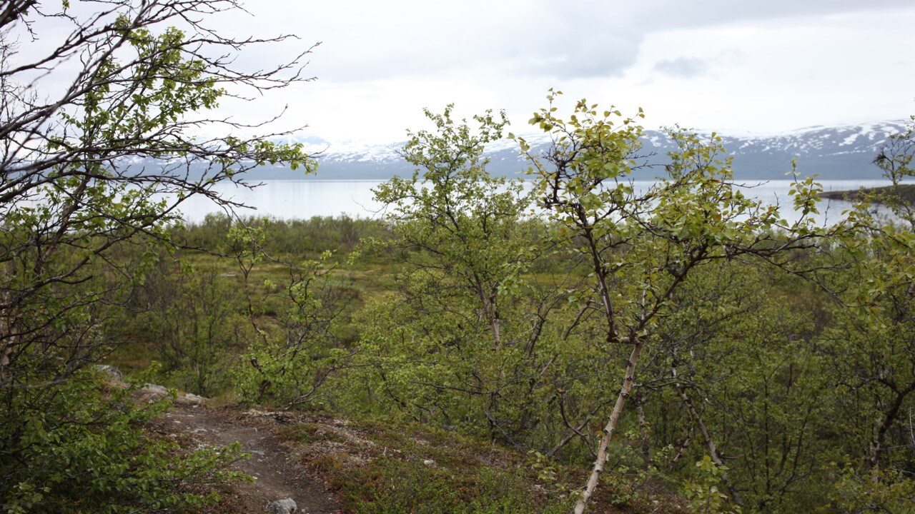 Torneträsk i Abisko naturreservat.