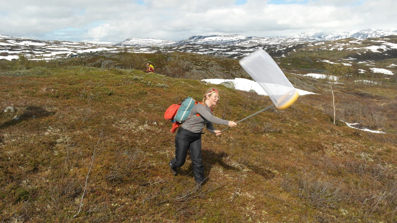 Student chasing bumbleebees.