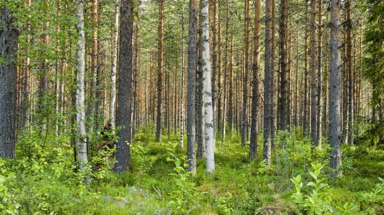 Skog med blandade trädslag.