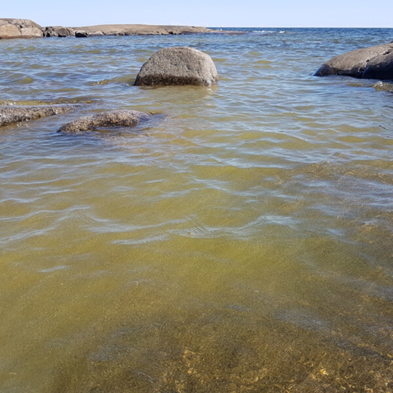 Blomning av cyanobakterier