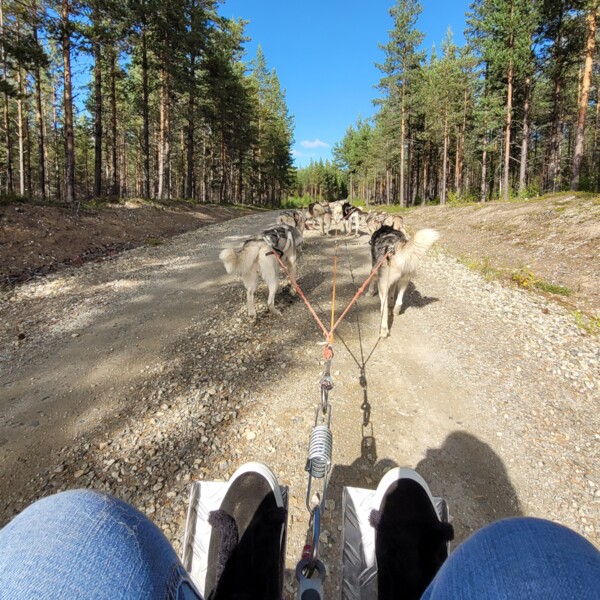 Image of master's student going dog sledding