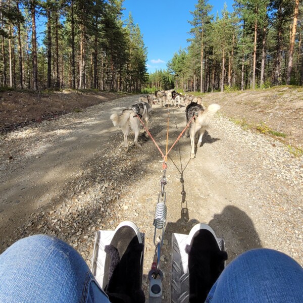 Image of master's student going dog sledding