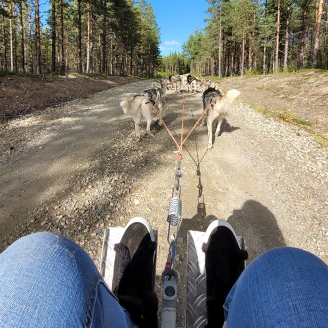 Image of master's student going dog sledding