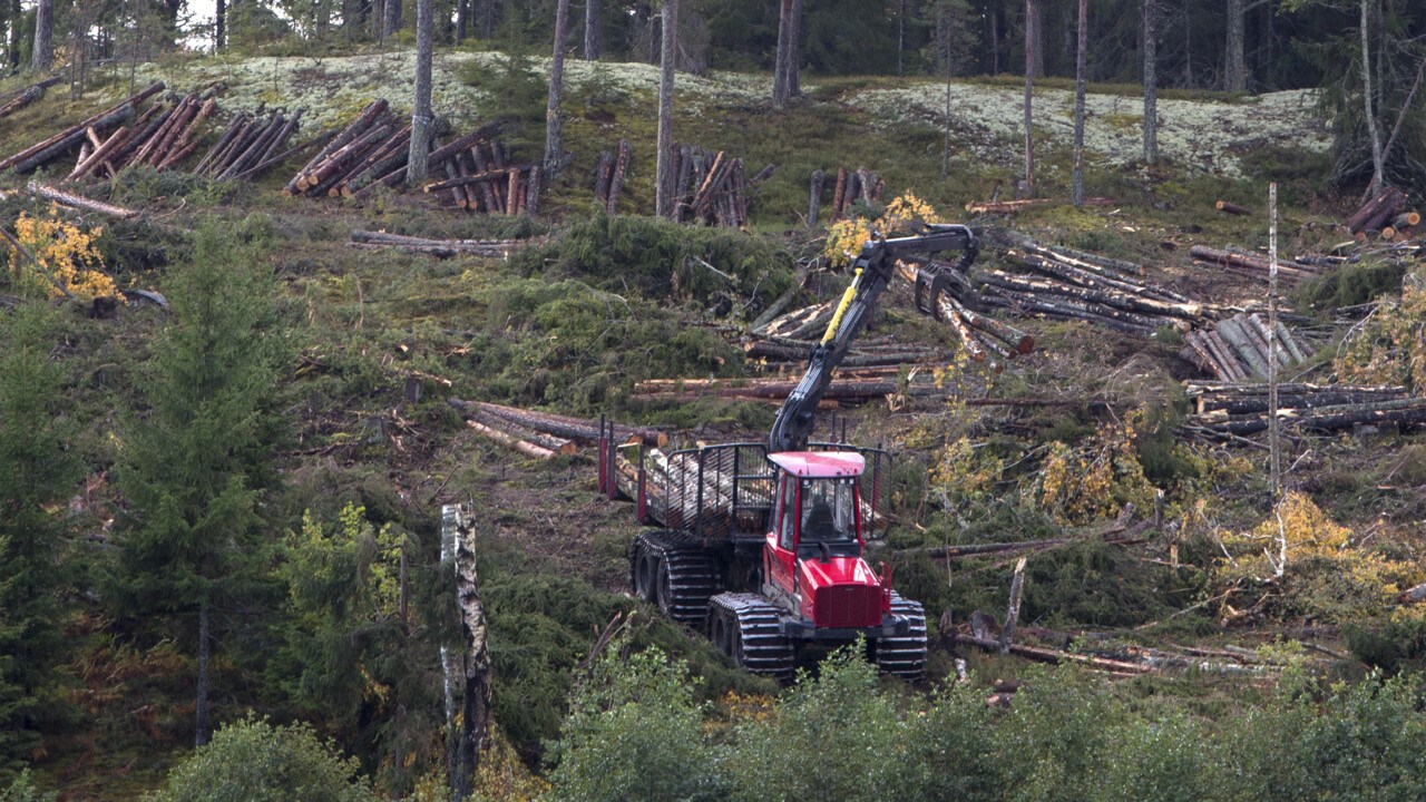 Skogsavverkning med skogsmaskiner.